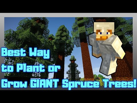 MINECRAFT | Best Way to Plant or Grow Tall Giant Spruce Trees! 1.14.4